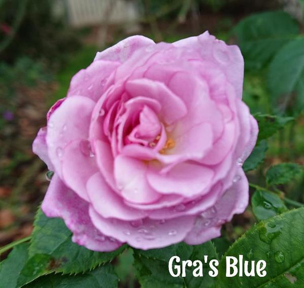 Mauve mini-flora rose - Gra's Blue