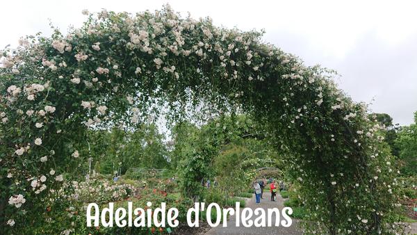 white Adelaide d'Orleans rose archway