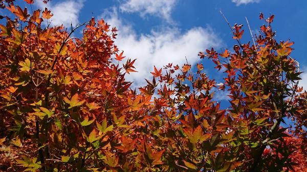 Autumn leaves  and blue skies at Sages Cottage Farm 