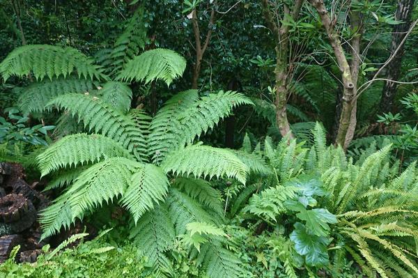 A study in green:  Tree ferns and herring bone ferns