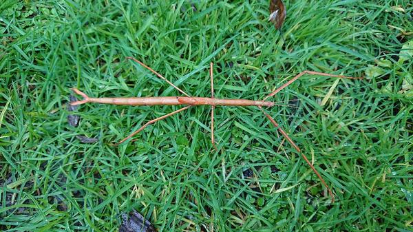 Stick insect on green grass