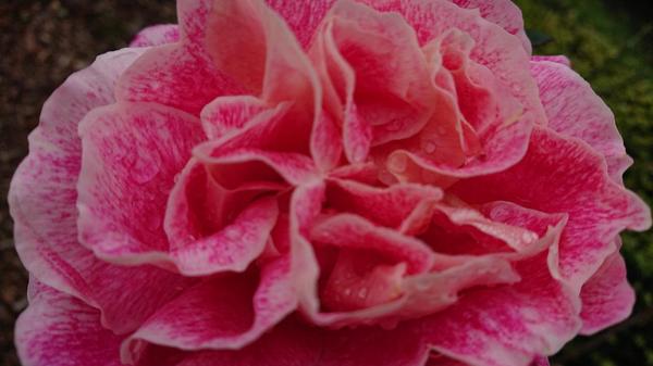 New Kleopatra Rose blooming in Winter