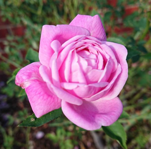 Mid pink Hermosa rose