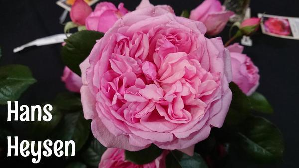 Mid pink Hans Heysen rose