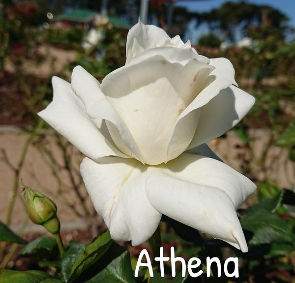 White rose Athena