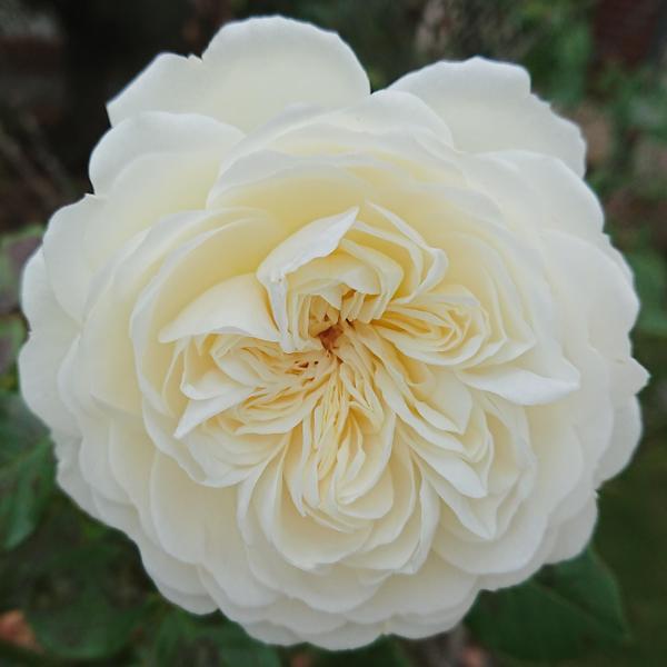 Creamy white Tranquillity rose
