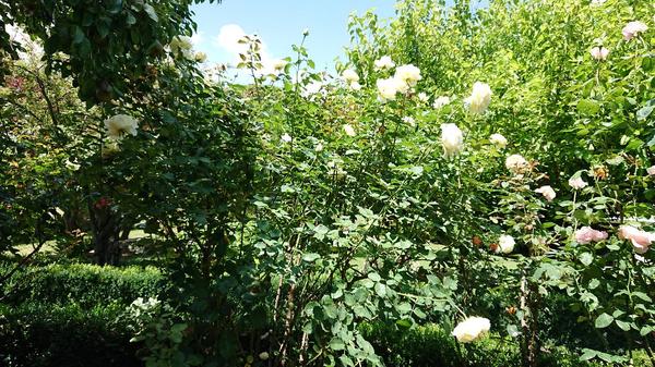 Pink roses in bloom and box hedge at Sages Cottage Farm