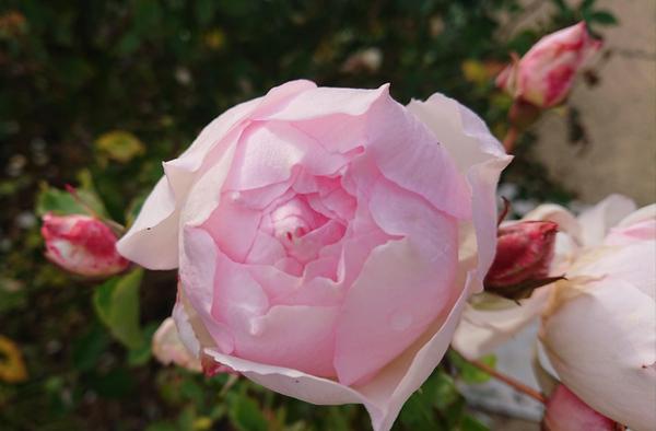 Pale pink Duchesse de Brabant rose
