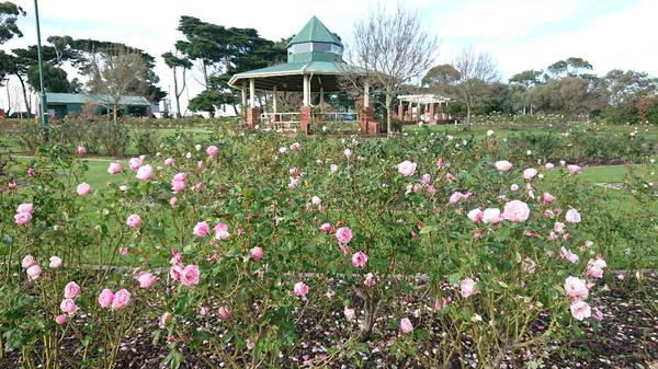 Pale pink Bewitched roses in front of the rotunda at Mornington Botanical Roses Gardens