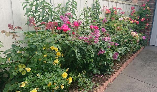 A narrow garden bed with yellow, pink and mauve roses