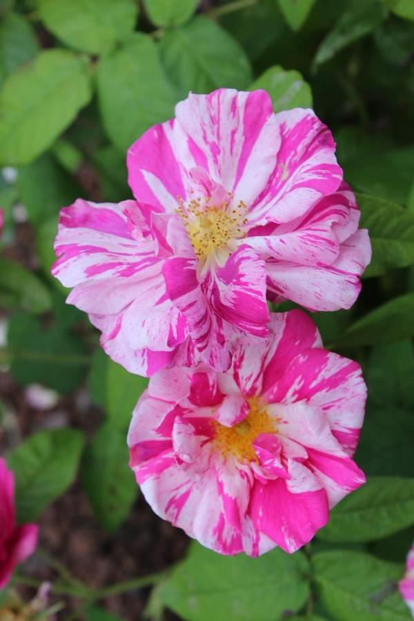 Rosa gallica versicolor.  Photo: Melanie Trimper