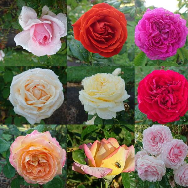 A colourful selection of roses from the Billilla Gardens