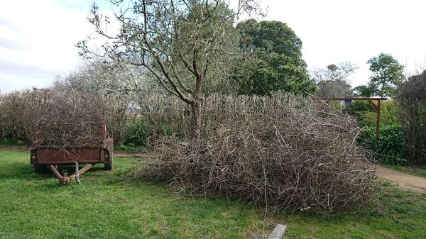 Piles of prunings of hawthorn hedge