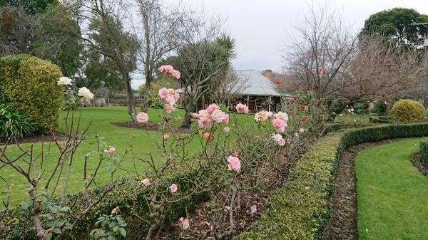 Winter rose garden Sages Cottage Farm