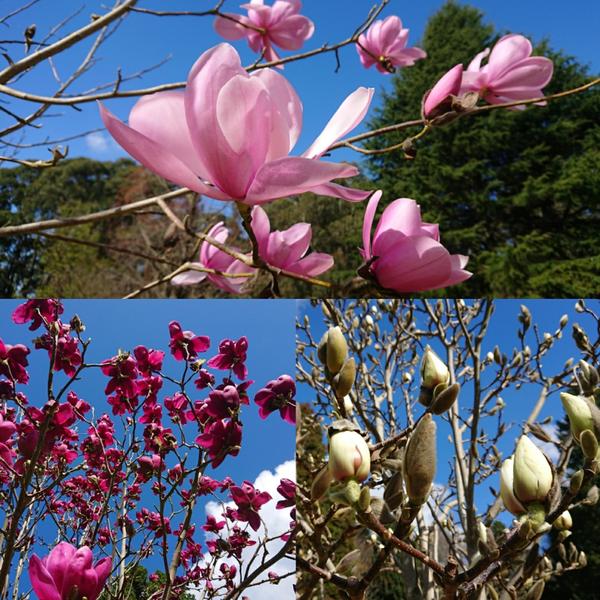Pink, violet and pale yellow magnolias against a blue sky