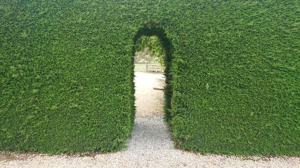 Cypress hedge with archway cut into it