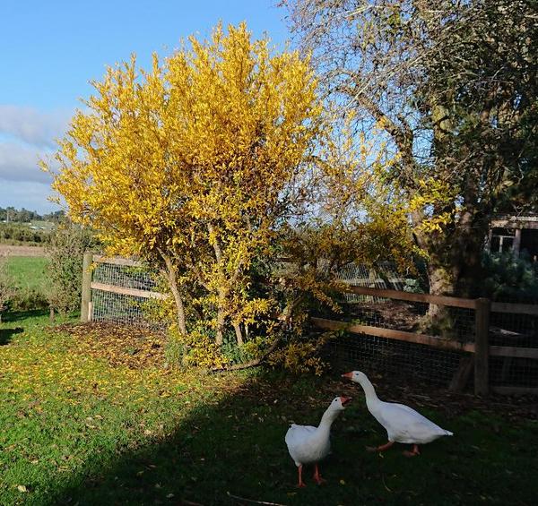 Yellow leaves on pomegranate tree, blue sky and two geese