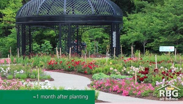 The rose garden one month after planting at the Royal Botanic Gardens in Ontario.