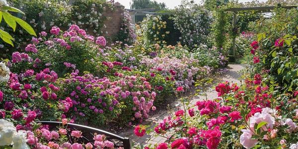 Colourful rose garden
