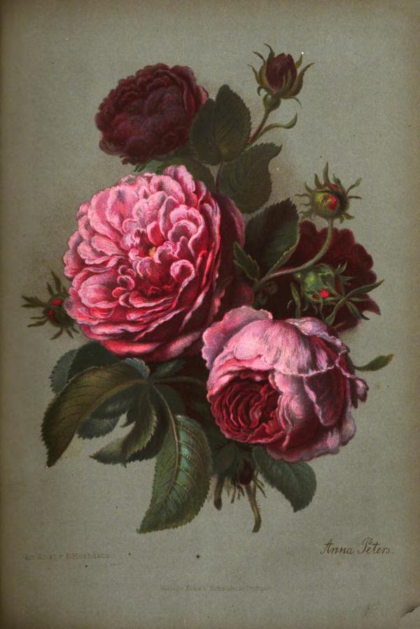 Roses, Still Life  by Anna Peters 1867