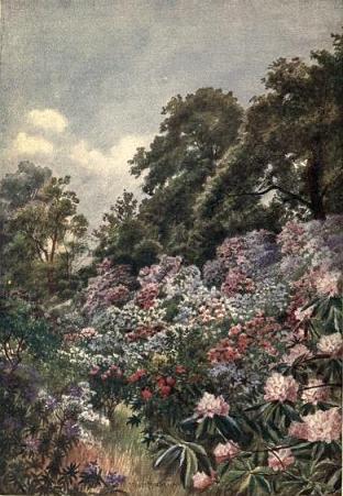 The Rhododendron Dell (Kew Gardens) - Thomas Mower Martin  1908