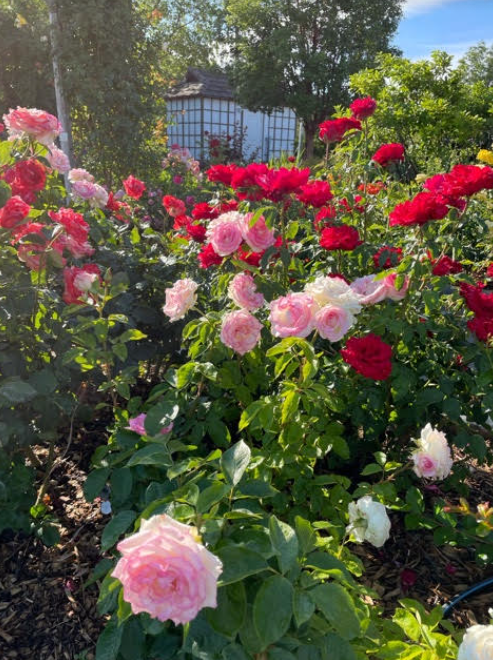 Red and pink rose bed
