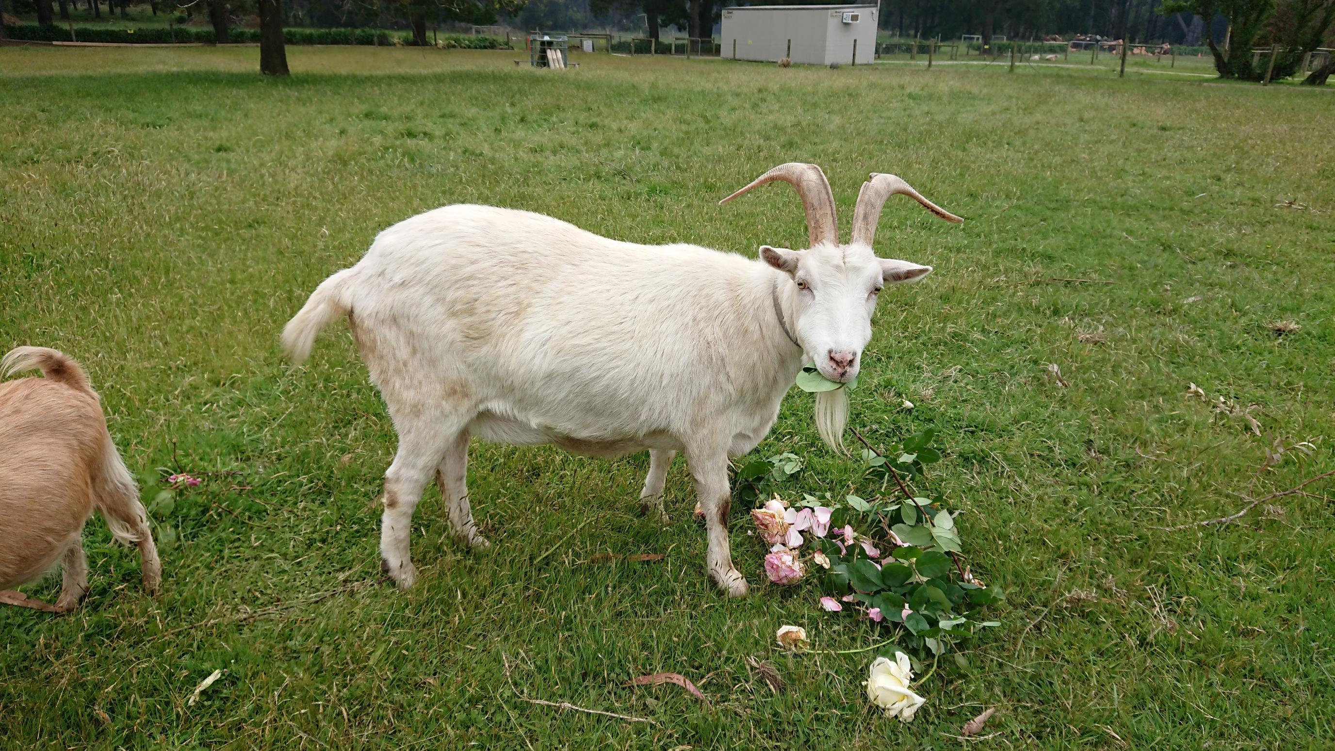 White goat eating roses