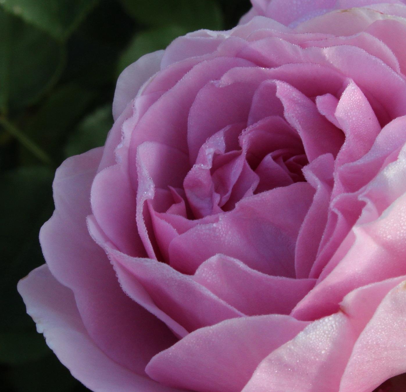 Lilac Rose.  Image: Melanie Trimper