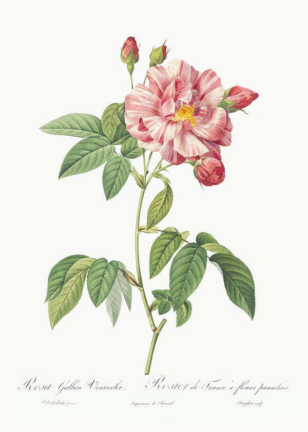 Rosa Gallica Versicolour painted by P.J. Redoute.