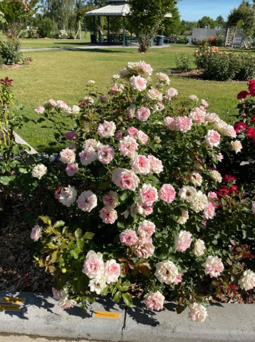 Pink/white rose bush in foreground