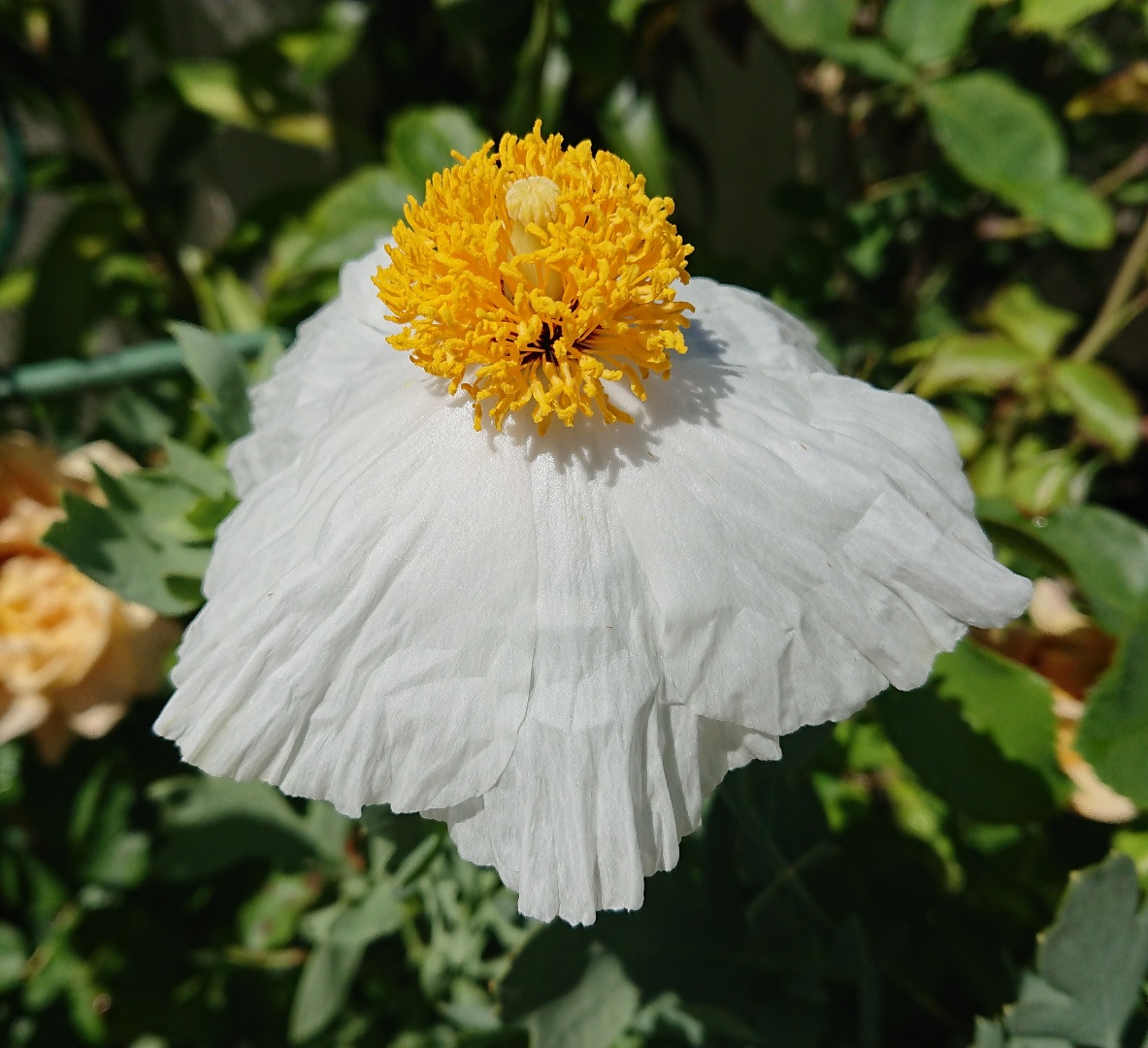 A white Tree Poppy with bright yellow stamens