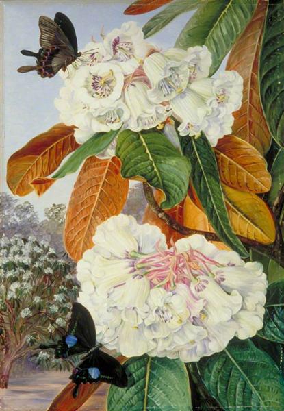 Rhododendron Falconeri fron the Mountains of North India - Marianne North - 1878
