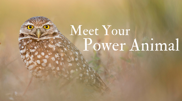 Meet Your Power Animal