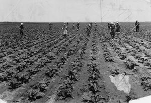 Weeding in Southern Alberta beet fields