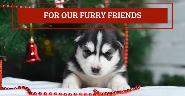 Furry Friends
