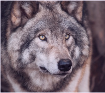 Your Animal Totem