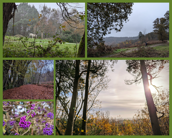 Misty Scenes around Haslemere