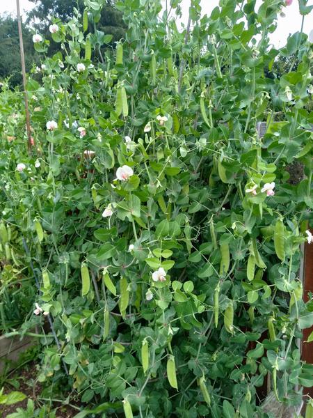 Peas on the plant