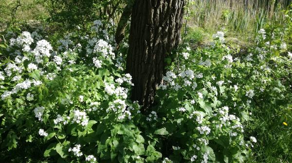 Spring in England