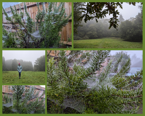 Misty Scenes around Haslemere