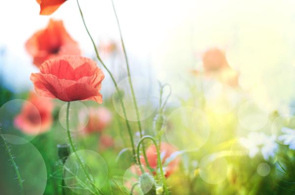 poppies