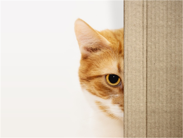 picture of an orange cat staring out from behind a wood-paneled wall