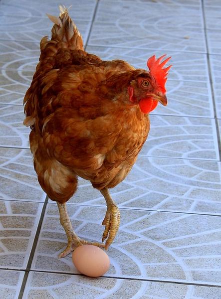 image of a chicken with an egg at its feet