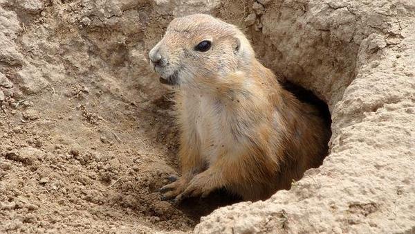 groundhog