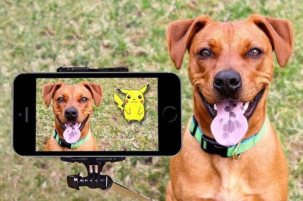 dog taking selfie