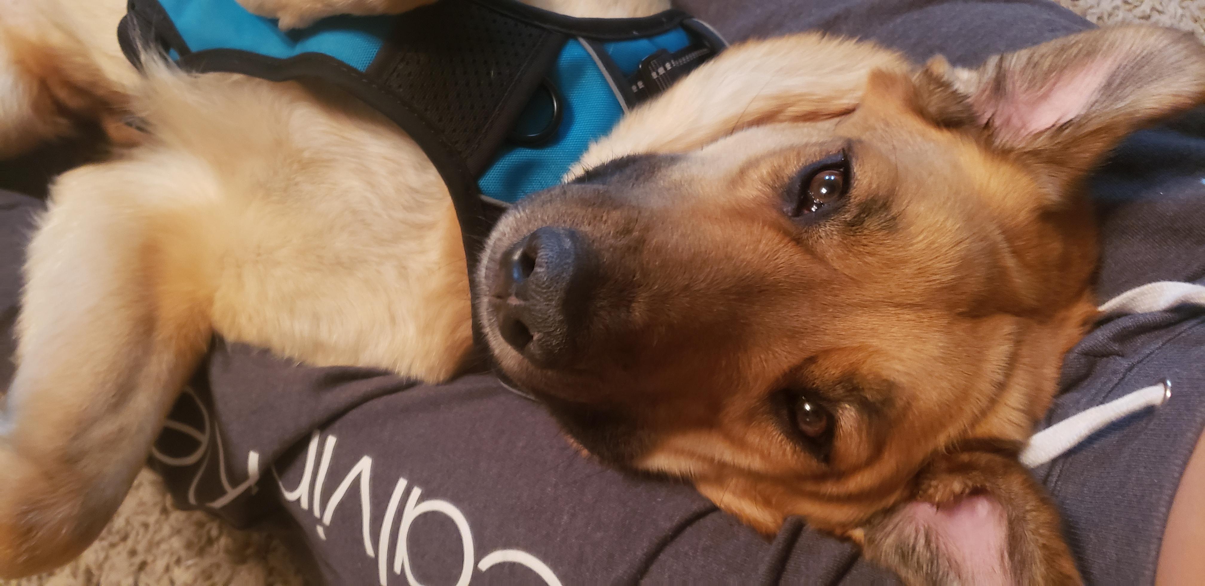 dog