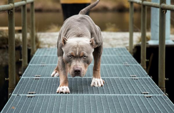 Concealed Carrier Shoots Pit Bull Attacking His Shepard, No Charges Will Be Filed