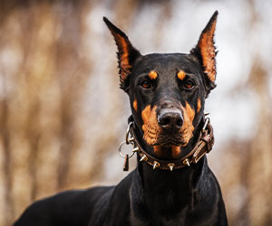 Guard Dogs for Home Security