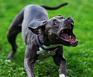 Armed Dog Owners Forced to Shoot Pit Bull Attacking His Dog