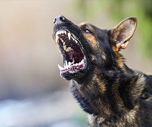 Argument Leads To Concealed Carrier Shooting Dog